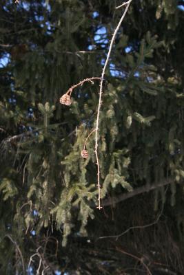 Metasequoia glyptostroboides (Dawn-redwood), cone, mature
