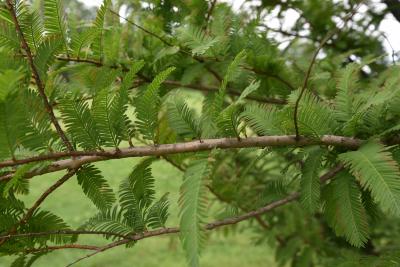 Metasequoia glyptostroboides 'Jack Frost' (Jack Frost Dawn-redwood), bark, branch