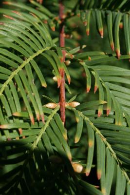 Metasequoia glyptostroboides (Dawn-redwood), bud, lateral
