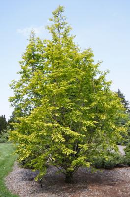 Metasequoia glyptostroboides 'Ogon' (Gold Rush Dawn-redwood), habit, spring