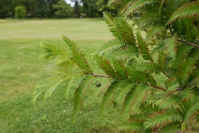 Metasequoia glyptostroboides 'Jack Frost' (Jack Frost Dawn-redwood), leaf, summer