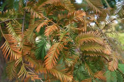 Metasequoia glyptostroboides (Dawn-redwood), leaf, fall