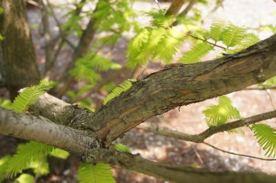 Metasequoia glyptostroboides 'Ogon' (Gold Rush Dawn-redwood), bark, branch