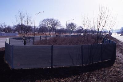 Salt Study, trees and shrubs fenced in along median on Lake Shore Drive