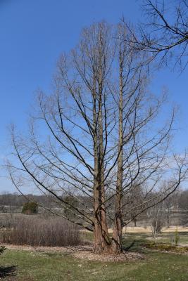Metasequoia glyptostroboides (Dawn-redwood), habit, winter