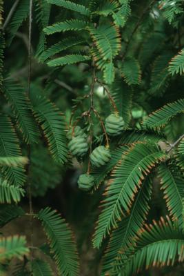 Metasequoia glyptostroboides (Dawn-redwood), cone, immature