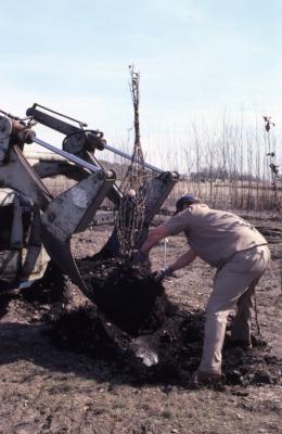 Grounds staff person shaking soil from wrapped tree sitting in tractor with blade attached to the front after being removed from ground for transplanting 