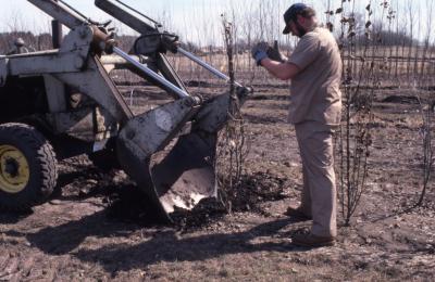 Grounds staff person directing tractor scooping into ground with blade attached to the front, used for transplanting trees, toward wrapped tree