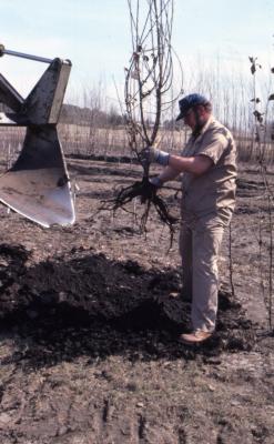 Grounds staff person holding bare root tree after tractor with blade attached to the front removed it from ground for transplanting 