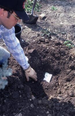 Joe Krol kneeling by planting hole