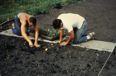Two men planting seedlings in the prairie from board