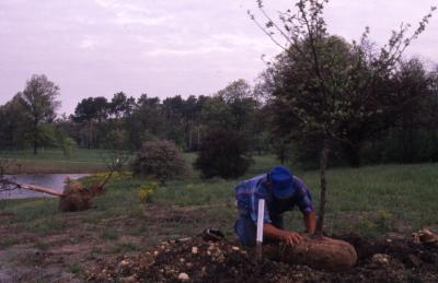 Doug Monroe planting tree near Crabapple Lake