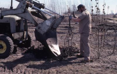 Grounds staff person directing tractor with blade attached to the front, used for transplanting trees, toward wrapped tree