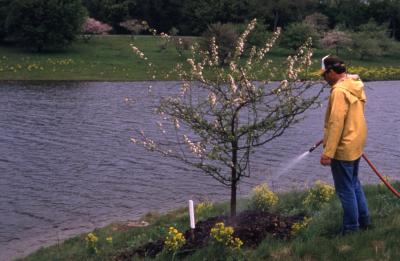 Grounds person watering young tree at edge of body of water