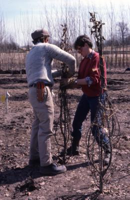 Kris Bachtell and Doris Taylor wrapping bare trees in nursery for transplanting