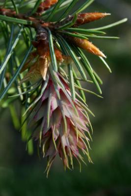 Pseudotsuga menziesii var. glauca (Rocky Mountain Douglas-fir), cone, pistillate