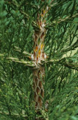 Sequoiadendron giganteum (Giant Sequoia), bark, twig