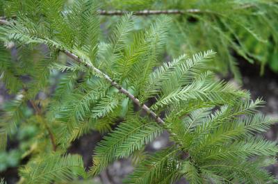 Taxodium distichum 'Mickelson' (PP 3551 SHAWNEE BRAVE™ Bald-cypress), leaf, summer