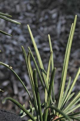 Sciadopitys verticillata (Japanese Umbrella-pine), leaf, lower surface