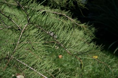 Taxodium distichum var. imbricarium (Pond-cypress), twig