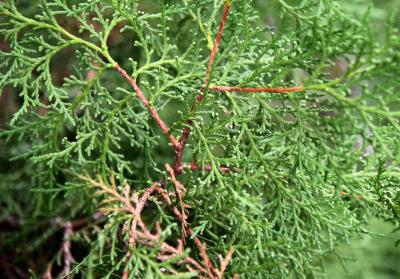 Platycladus orientalis (Oriental Arborvitae), bark, twig