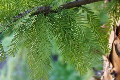 Taxodium distichum 'Mickelson' (PP 3551 SHAWNEE BRAVE™ Bald-cypress), leaf, summer