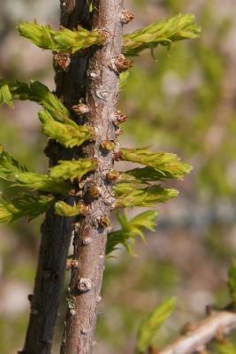 Taxodium distichum 'Secrest' (Secrest Bald-cypress), leaf, new