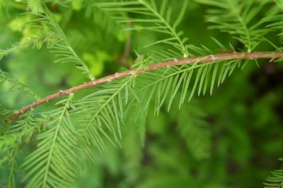 Taxodium distichum 'Mickelson' (PP 3551 SHAWNEE BRAVE™ Bald-cypress), bark, twig