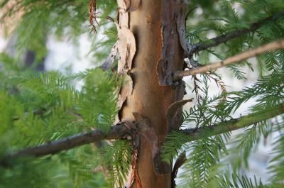 Taxodium distichum 'Mickelson' (PP 3551 SHAWNEE BRAVE™ Bald-cypress), bark, branch