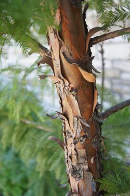 Taxodium distichum 'Mickelson' (PP 3551 SHAWNEE BRAVE™ Bald-cypress), bark, branch
