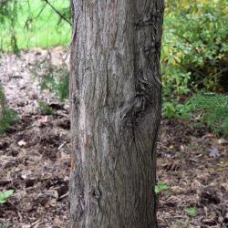 Platycladus orientalis (Oriental Arborvitae), bark, mature