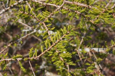 Taxodium distichum 'Secrest' (Secrest Bald-cypress), leaf, spring