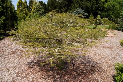 Taxodium distichum 'Secrest' (Secrest Bald-cypress), habit, spring