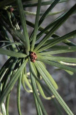 Sciadopitys verticillata (Japanese Umbrella-pine), bud, terminal