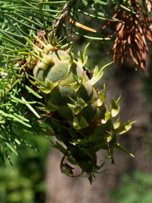 Pseudotsuga menziesii var. glauca (Rocky Mountain Douglas-fir), cone, immature