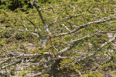 Taxodium distichum 'Secrest' (Secrest Bald-cypress), bark, branch