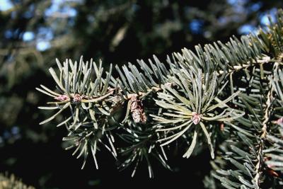 Pseudotsuga menziesii var. glauca (Rocky Mountain Douglas-fir), bark, branch