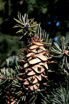 Pseudotsuga menziesii var. glauca (Rocky Mountain Douglas-fir), cone, mature