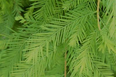 Taxodium distichum 'Mickelson' (PP 3551 SHAWNEE BRAVE™ Bald-cypress), leaf, young