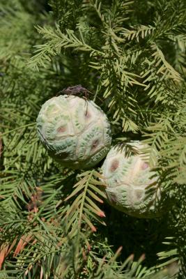 Taxodium distichum (Bald-cypress), cone, immature