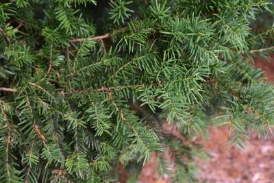 Taxus ×media 'Brownii' (Browns Anglo-Japanese Yew), leaf, summer