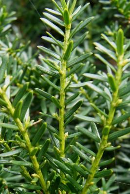 Taxus ×media 'Ershzam' (ERIE SHORES™ Anglo-Japanese Yew), bark, twig