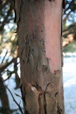 Taxus ×media 'Brownii' (Browns Anglo-Japanese Yew), bark, trunk
