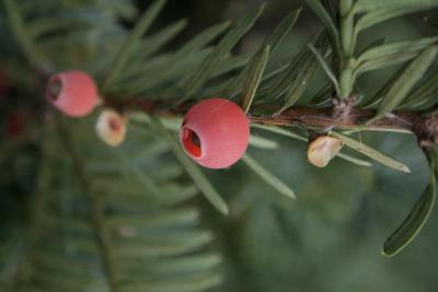 Taxus ×media 'Green Wave' (Green Wave Anglo-Japanese Yew), cone, mature