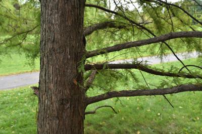 Taxodium distichum (Bald-cypress), bark, mature