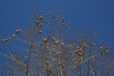 Taxodium distichum (Bald-cypress), cone, mature