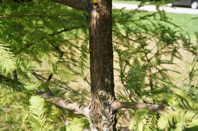 Taxodium distichum (Bald-cypress), bark, branch