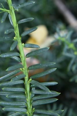 Taxus ×media 'Everlow' (Everlow Anglo-Japanese Yew), leaf, summer