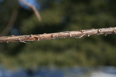 Taxodium distichum (Bald-cypress), bark, twig