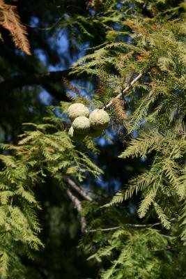Taxodium distichum (Bald-cypress), cone, immature